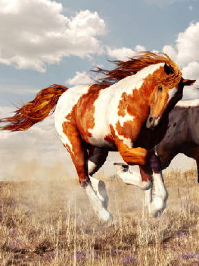 paint horses wallpaper
